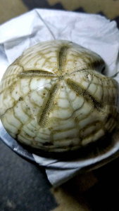 Batu posil moluska laut natural