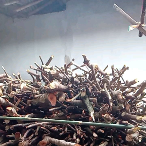 Golok kerja potong bambu potong kayu ngupas kelapa