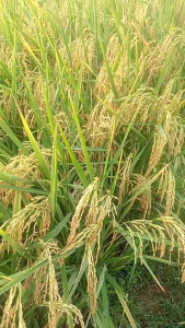 BENIH PADI UNGGUL BWRKUALITAS POP 33 KEMASAN 5KG