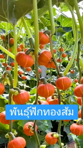 20 มล็ดพันธุ์ฝักทองพวงส้ม คุณสมบัติของฝักทอง พร้อมส่ง 10 สัตว์ใหญ่
