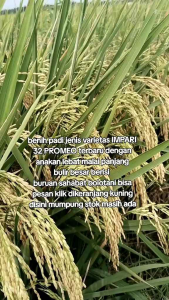 benih padi Inpari 32 promeo kemasan 1kg kualitas unggul