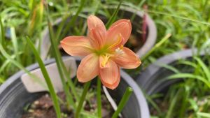 015.หัวดอกบัวดิน พรรษพร หัวละ 100 บาท