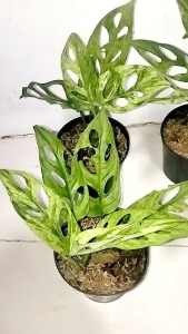 Monstera Adansonii "Indo Var"/ Monstera Adansonii Mint Variegated