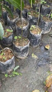 ต้นจำปาดะไร้เมล็ดแบบเสียบยอด