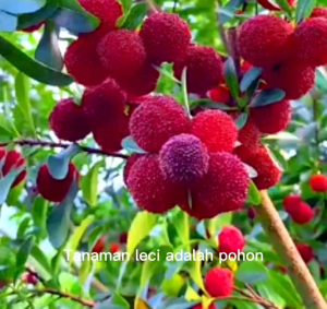 (KEMASAN PREMIUM) BIJI/BENIH TANAMAN LECI | LYCHEE ( isi -+10 butir)