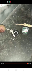 Racun Cicak Herbal Super Ampuh: Solusi Alami Mengusir Cicak