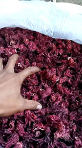 Teh Bunga Rosela merah kering kemasan 500g