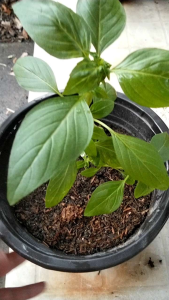 Siam Queen Basil Live Plant: High-Quality Herb for Gardening in Metro Manila & CALABARZON