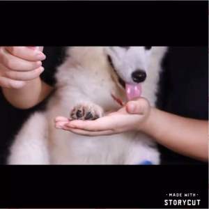 [READY STOCK] Pet Nail Clipper Grooming Dog Cat Nail Cutter Stainless Steel | Pemotong Kuku Kucing | 宠物指甲剪 猫狗美容 宠物护理