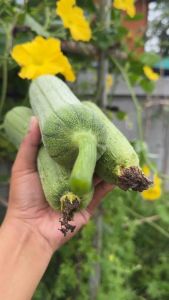 บวบหอมออแกนิคอบแห้งสดใหม่ตามออเดอร์(บรรจุ30กรัม)