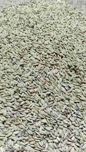 Jual benih padi huma asli paket padi ladang darat 1 kg