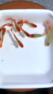 Guppy plantinum koi | ikan guppi plantinum koi | Guppy fish | guppy pure strain | live fish | ornamental fish | ikan hidup hiasan | Beli 2 pair Free pokok air
