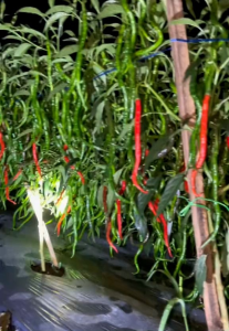 GROSIR!!! 200 BIJI BENIH BIBIT CABAI MERAH KRITING F1 TAHAN VIRUS