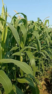 READY !!! 500 BIJI BENIH JAGUNG MANIS MADU F1 SUPER UNGGUL