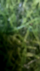 panggangan jumbo  ikan . ayam .dll harga grosir murah