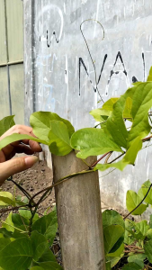 Rivet (SALE) Reject defect CABLE TIES KABEL TIES KABEL TIS 15cm (150 mm) self locking nylon 66 Zip tie