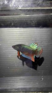 สุดเบอร์99.99% กัดหม้อได้ รับประกันเขี้ยว 4 ตัว 1000