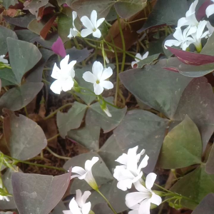 ผีเสื้อราตรี ใบดำดอกขาว ขายเป็นหน่อ