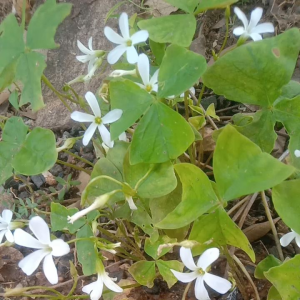 ผีเสื้อราตรี ใบเขียวดอกขาว