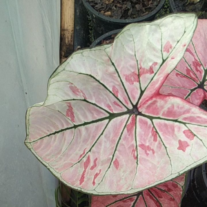 บอนสีสวยๆ ไม้ใบสีสันสดใสจัดส่งทั้งกระถาง