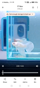 HM PLATINUM WHITE BETTA / RANDOM PICK