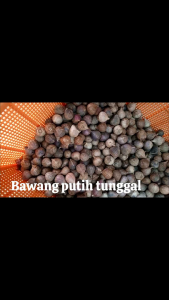 Bawang Putih Tunggal & Bawang Lanang Asli Tanpa Campuran Fresh Impor China Ukuran Sedang