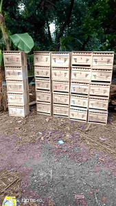 gupon kayu jati mentahan