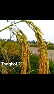 Benih Padi (T2) TONGKOL UNGGUL KEMASAN 1KG