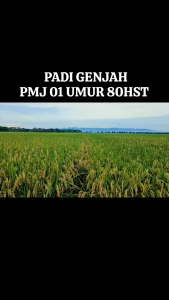 Benih Padi PMJ 01 100% ORIGINAL Kemasan 5kg