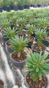 มะพร้าวทะเลทราย กิแกส โคนดอก