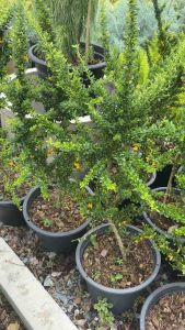 ต้นเหลืองจาไมก้า Brya ebenus the Jamaican raintree เป็นไม้หายาก ‼️RARE ‼️ เป็นสายพันธุ์นำเข้า ดอกสีเหลืองสดสวย เวลาดอกบานพร้อมกัน สวยงามสุดๆ โดดเด่นมาก เป็นต้นฟอร์มพุ่ม ลำต้นแข็ง ใบเล็กๆ ค่อนข้างโตช้า ทนแดดไก้ดี เหมาะกับสภาพอากาศเมืองไทย เลี้ยงง่าย  👉pl