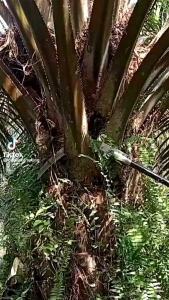 CAMEL KING STAR 111 Made in Malaysia PERALATAN KEBUN Sawit