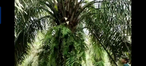 CAMEL STAR 111: Peralatan Kebun Sawit Berkualitas Dari Malaysia