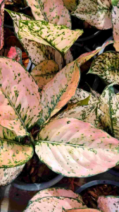 ต้นค้ำคูณส้ม สีสวย สีส้มอ่อนๆ อโกลนีมา ไม้มงคล จัดส่งพร้อมกระถางดำ สายสะสม ไม้ประดับ ฟอกอากาศ