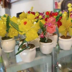 Cây cành vàng lá ngọc nhí trưng bàn xinh xinh thu hút tài lộc