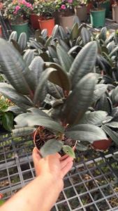 ต้นยางอินเดียใบดำ ใบมันกระถาง3ต้น ฟร์อมสวย