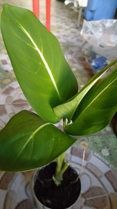 White Line Aglaonema Live Plant in Polybag with Green Leaves and White Center Line on a Patterned Surface