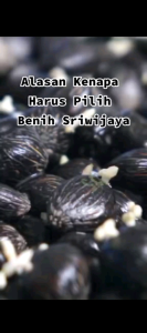 SERIWIJAYA 5 ISI 250 BERSERTIFIKAT