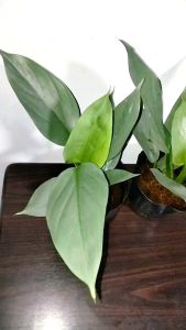 Philodendron Silver Sword