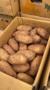 มันฝรั่ง มันฝรั่งสด 10 kg.พันธุ์สปูนต้า ทอดไม่ดำ สดใหม่ทำเฟรนซ์ฟราย