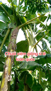 Cây giống chuối xiêm đen siêu trái 50cm_1m (mua 5 tăng 1)