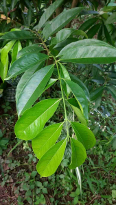 bibit mahkota dewa bibit tanaman daun mahkota dewa tanaman herbal