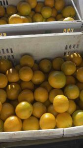 ส้มสายน้ำผึ้ง อำเภอฝาง แบบผิวสวย หวานเข้มข้น