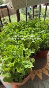 Hạt giống đậu Hà Lan ăn ngọn siêu ngon gói 50 gam