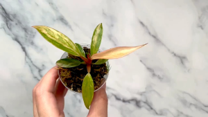 Philodendron Caramel Marble Variegatedด่างโทนหลากสีอนุบาลมากกว่า2เดือน