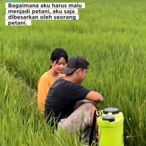 (1KG) Benih Padi SIDENOK ORIGINAL Bibit Padi Super Kualitas Unggul