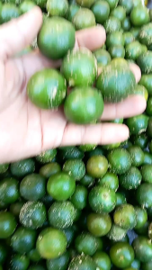 JERUK KASTURI/KIETNA/SONGKIT SEGAR BERAT 1 KG