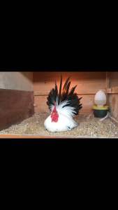 Telur Ayam Kategori Chabo Blacktail: Kesehatan & Diet