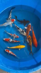 JAPAN KOI SUPER PREMIUM GRADE LOCAL BREED 5/6”11pcs COMBO at 1588 + shipping 80 ( 2 box )  with free items