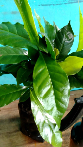 Bibit Kopi Robusta Cabutan 25pcs Lokal Termurah Bandung